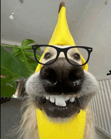 Bum Yig Dog GIF - Bum Yig Dog Banana GIFs