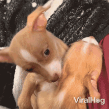 Licking Viralhog GIF - Licking Viralhog Having Fun GIFs