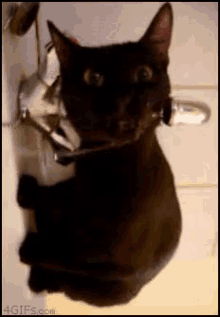 Cat Water GIF