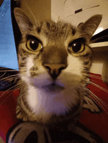 a close up of a cat 's face with a blue screen in the background