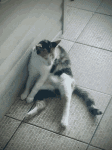 Cat Scratch GIF - Cat Scratch Cute GIFs