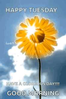a yellow flower with the sun shining through it and the words `` happy tuesday have a glorious day good morning '' .