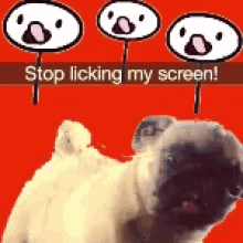 Stop Licking The Screen Pug GIF - Stop Licking The Screen Pug Lick GIFs