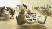 Cats Work GIF - Cats Work Office GIFs