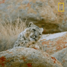 Lick Paws Wild Cats Of India GIF