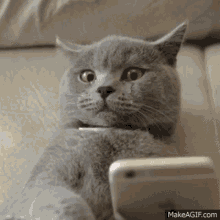 British Cat Crying Cat Phone GIF - British Cat Crying Cat Phone GIFs