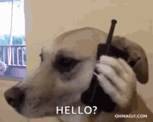 hello yes hello dog here cellphone call phone call