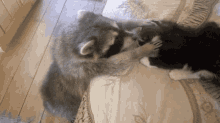 Raccoon Cat GIF - Raccoon Cat Come Here GIFs