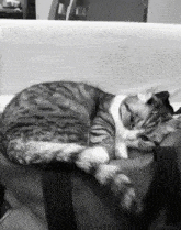 Sad Komaru GIF - Sad Komaru Komaru Cat GIFs
