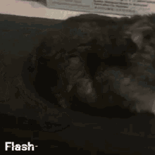 Hamster Cute Hamster GIF - Hamster Cute Hamster Flash GIFs