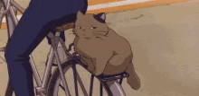 Anime Cat GIF - Anime Cat Stare GIFs