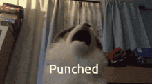 Toy Wolf Getting Punched Slap GIF