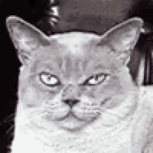Cat Blinking GIF - Cat Blinking Relax GIFs