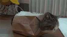 I Give Up GIF - Stuck Bag Cat GIFs