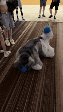 a stuffed animal with a blue hat is laying on a wooden floor