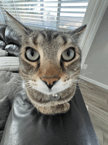 a close up of a cat 's face sitting on a couch