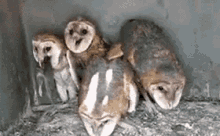 Owl Eat GIF - Owl Eat Rat GIFs
