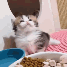 a calico kitten is sitting next to a bowl of food and a bowl of water .