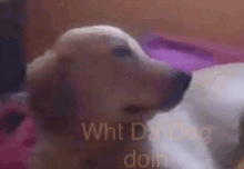 Coco Wht Da Dog Doin GIF