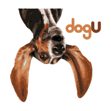 Huella Perrito Patita Dog U GIF - Huella Perrito Patita Dog U Logo GIFs