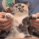 Calico Cat GIF - Calico Cat Dancing GIFs