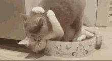 Miau Cute Cat GIF - Miau Cute Cat Cuddling GIFs