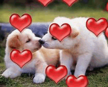 Puppies Kissing Heart Gif GIF - Puppies Kissing Heart Gif GIFs