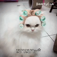 Beauty Cute Cat GIF - Beauty Cute Cat Funny Animals - Discover & Share GIFs