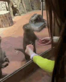 otter holding hands