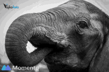 Kimbaelefantpark Kimbapark GIF - Kimbaelefantpark Kimbapark Elephant GIFs
