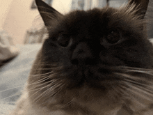 Jess Cat GIF - Jess Cat Britishcat GIFs