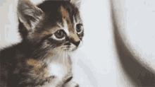 Meow GIF - Cat Kitten Meow GIFs