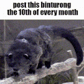 a picture of a cat on a branch with the caption post this binturong the 10th of every month .