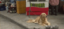When Life Surprises You GIF - Dog Goldenretriever Omg GIFs