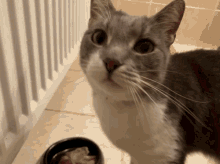 Pizsi Cat GIF - Pizsi Cat Catkiss GIFs