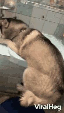 Siberian Husky Want To Climb On A Sink Viralhog GIF - Siberian Husky Want To Climb On A Sink Viralhog Dog GIFs