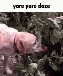 Yare Yare Daze Tomato Dog GIF - Yare Yare Daze Yare Yare Tomato Dog GIFs
