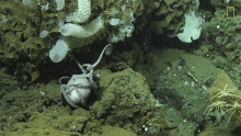 Mother World Octopus Day GIF - Mother World Octopus Day Sea GIFs