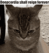 Deepcord Deeeepio Deepcordia Cat Deepio GIF - Deepcord Deeeepio Deepcordia Cat Deepio GIFs