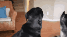 Dog Startle GIF - Dog Startle Lick GIFs