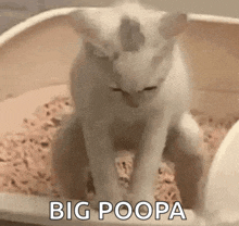 Cat Pooping GIF