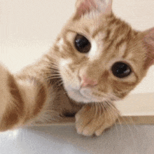 a close up of a cat looking at the camera with a white background