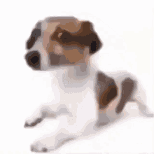 Bebop Dog GIF - Bebop Dog GIFs