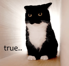 True Cat GIF - True Cat Gyatt - Descobrir e Compartilhar GIFs