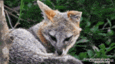 a close up of a fox with the website texasbackyardwildlife.com visible