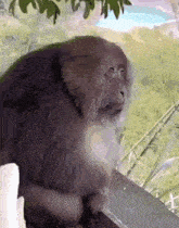 Really Monkey GIF - Really Monkey Banana GIFs