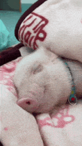 свин свиня нахрюк Pig GIF