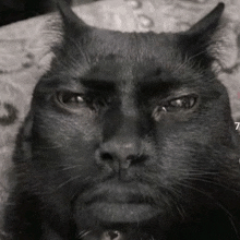 a close up of a black cat 's face with horns on it .