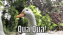 French Ducks Quaqua GIF - French Ducks Quaqua Ducks GIFs