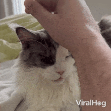 Petting The Cat Viralhog GIF - Petting The Cat Cat Viralhog GIFs